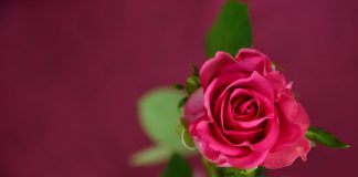 Rose Valentines day